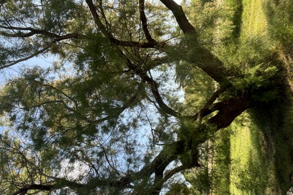 arbre-tamaris-aire-de-cc-20244DC1D6317-9652-0A7E-C2C4-BA27416260C4.jpg